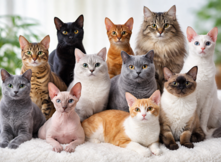 Cat Breeds That Shed Less , breeds of cats that shed less, cat breeds that shed the least, healthiest cat breeds
