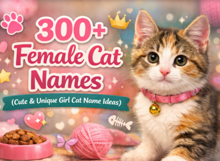 female cat names, girl cat names, popular female cat names, pretty cat names