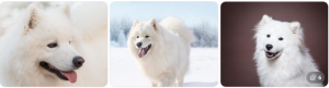 Cutest Dog Breeds