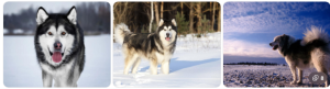 Cutest Dog Breeds: