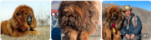 Big fluffy dog breeds