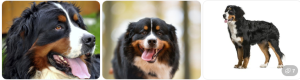Bernese Mountain Dog