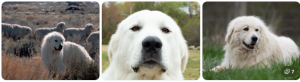 big fluffy dog breeds