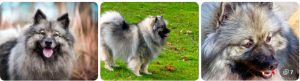 Keeshond – The Fluffy Companion