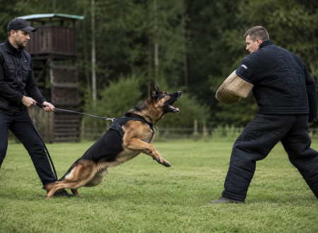 Dog Training GSD k9 police dog training