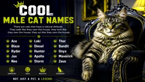 Best Cat Names for 2026