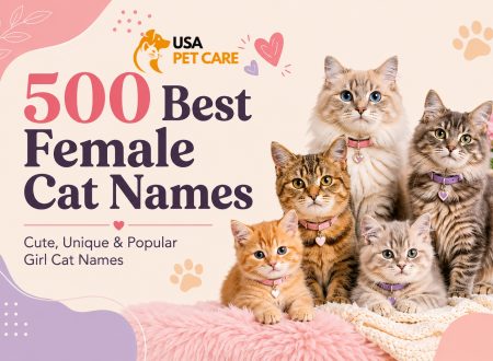 Best Female Cat Names, girl cat names, names for female cats, sister cat names