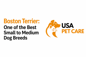 Boston Terrier dog breeds promotion