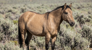 A detailed shot showing the leg stripes and dorsal stripe on a dun-colored Kiger Mustang.