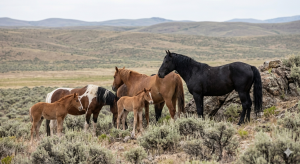 A wild horse family group including a stallion, mares, and foals in a sagebrush landscape.