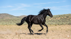 A dynamic photograph of a muscular black Mustang horse running through a desert environment.