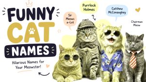 funny cat names, hilarious black cat names