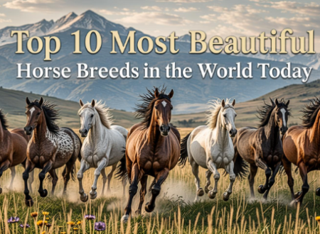 Top 10 Most Beautiful Horse Breeds in the World Today - Majestic herd of diverse stunning horses including Arabian, Friesian, and Akhal-Teke galloping through golden sunset meadow