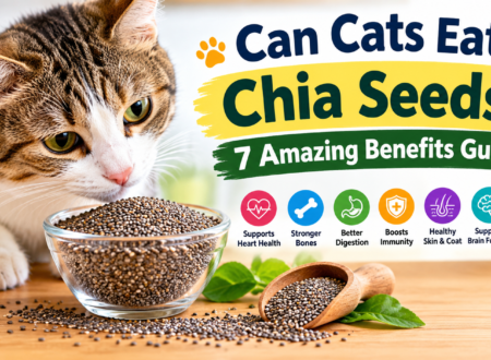 Cat beside a bowl of chia seeds with an infographic showing seven potential benefits, including heart health, digestion, immunity, skin and coat, brain function, bones, and nutrients.