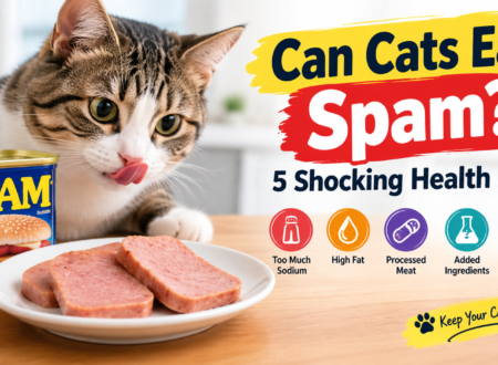 Can Cats Eat Spam Cat looking at sliced Spam with an infographic highlighting five health risks of feeding Spam to cats.