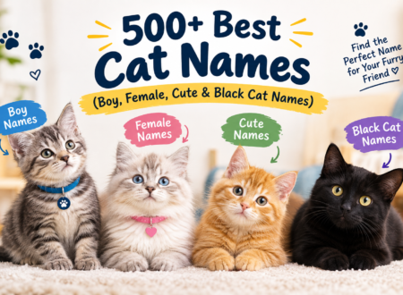 500+ best cat names including boy, female, cute, and black cat names