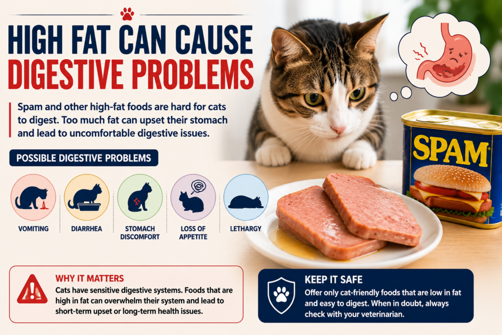 Infographic showing a cat and Spam with warnings about high-fat foods causing digestive problems such as vomiting, diarrhea, stomach discomfort, and loss of appetite
