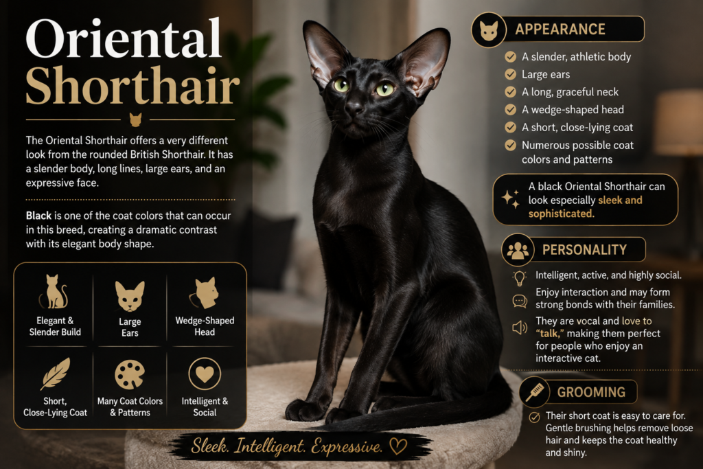 Black Oriental Shorthair cat with a slender body, large ears, wedge-shaped face, and glossy short coa
