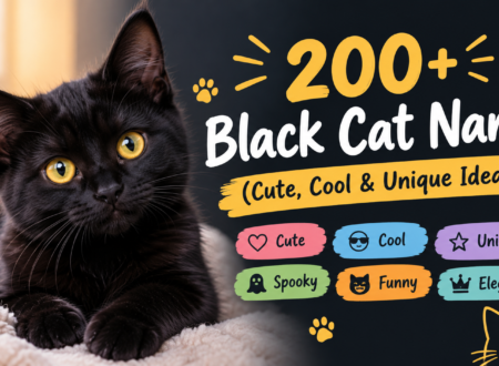 200+ black cat names with cute, cool, and unique name ideas